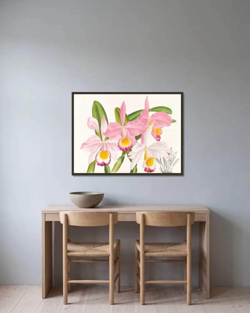 Cattleya eldorado av Jean Jules Linden inramad på en vägg