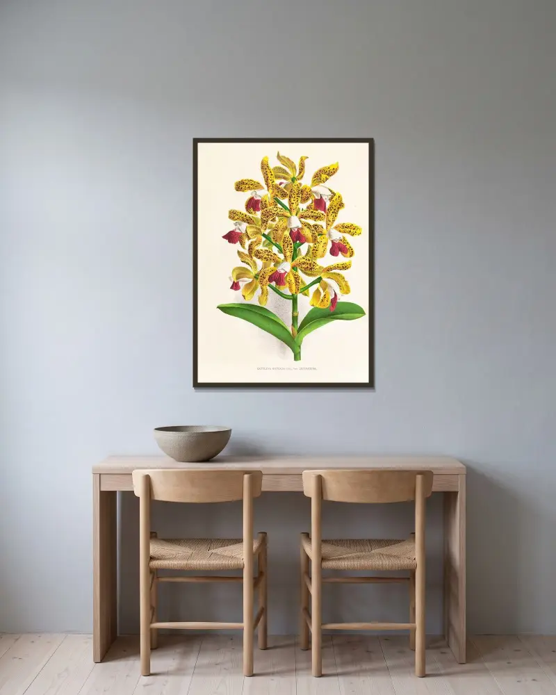 Cattleya guttata von Jean Jules Linden gerahmt an einer Wand