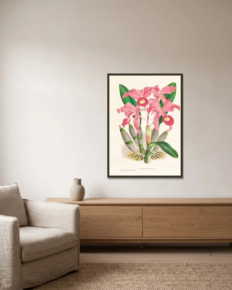 Cattleya Lawrenceana av Jean Jules Linden inramad på en vägg