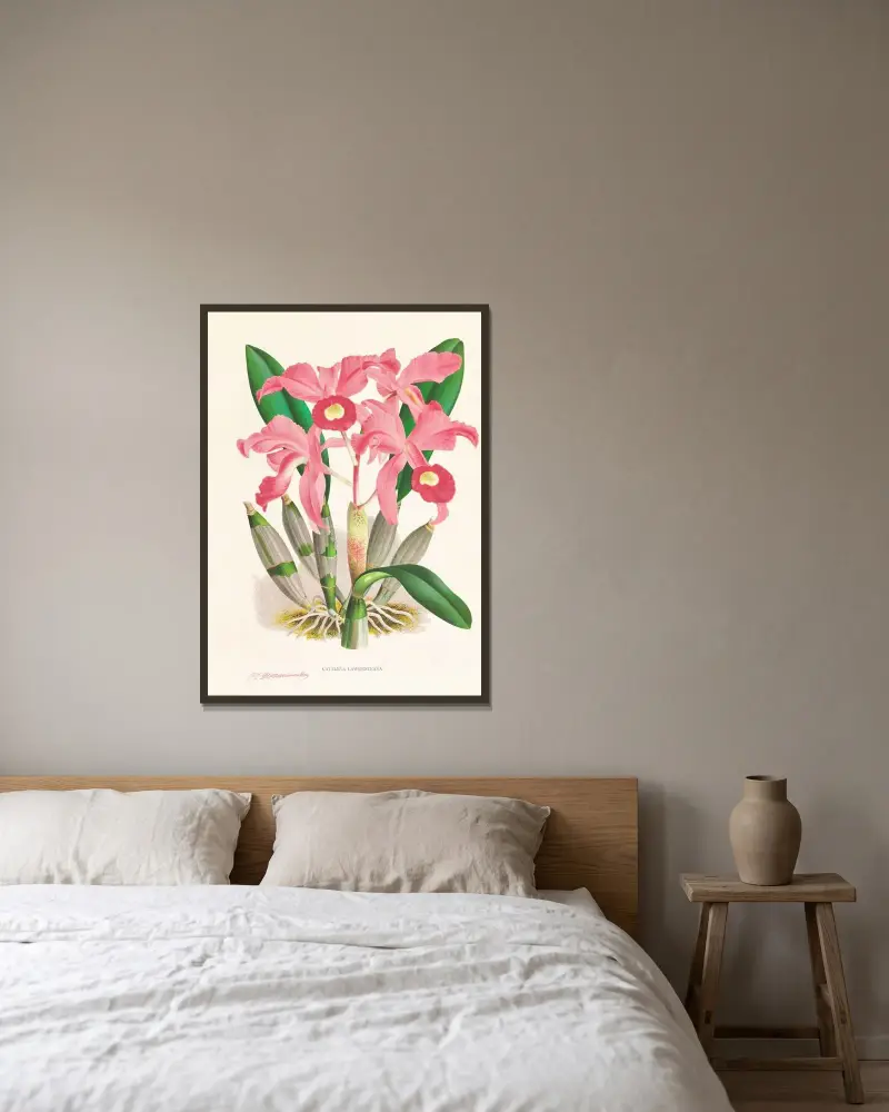 Cattleya Lawrenceana av Jean Jules Linden inramad på en vägg