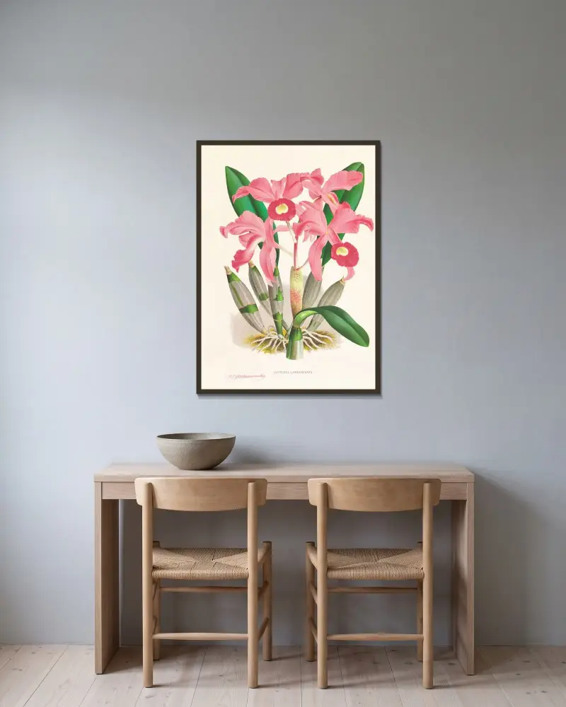 Cattleya Lawrenceana av Jean Jules Linden inramad på en vägg