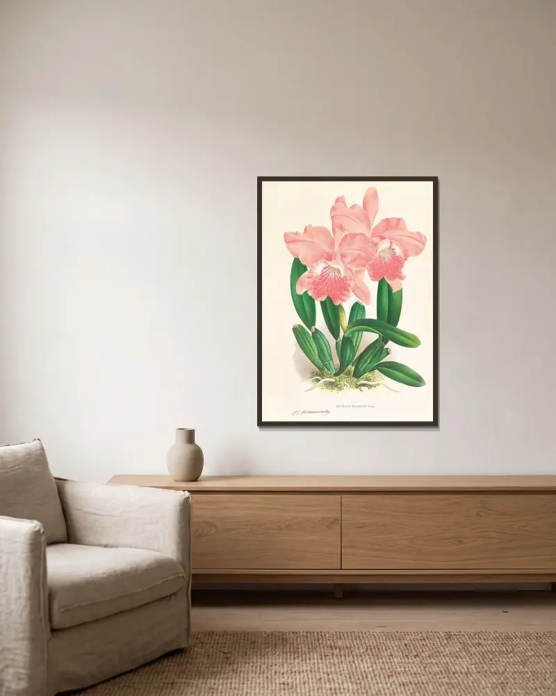 Cattleya Malouana av Jean Jules Linden inramad på en vägg