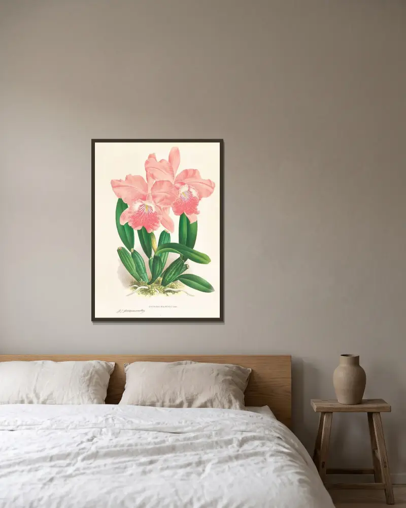Cattleya Malouana av Jean Jules Linden inramad på en vägg