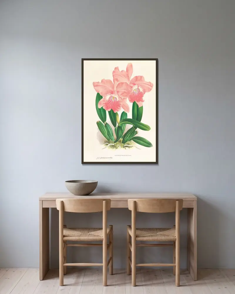 Cattleya Malouana av Jean Jules Linden inramad på en vägg