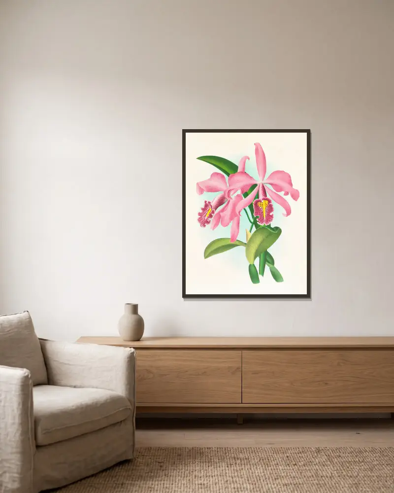 Cattleya maxima, Jean Jules Linden v rámu na stěně