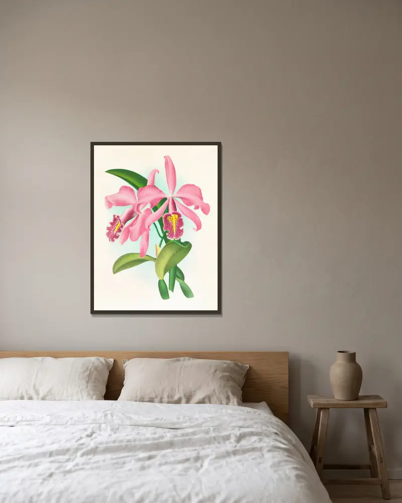 Cattleya maxima, Jean Jules Linden v rámu na stěně