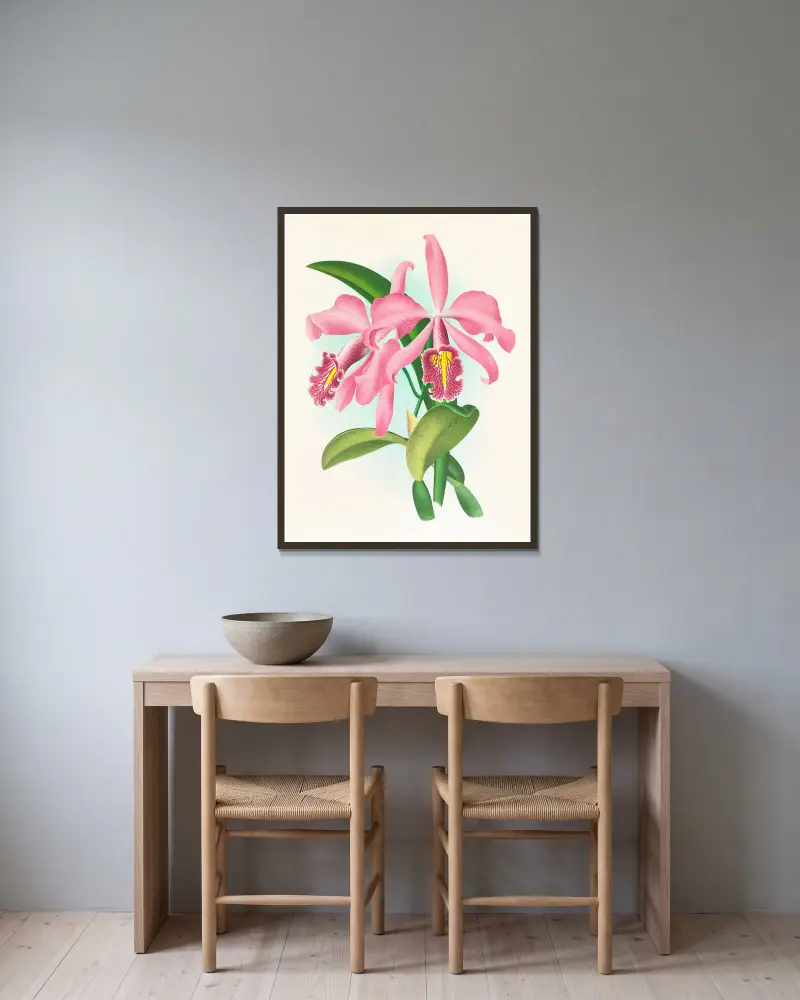 Cattleya maxima, Jean Jules Linden v rámu na stěně