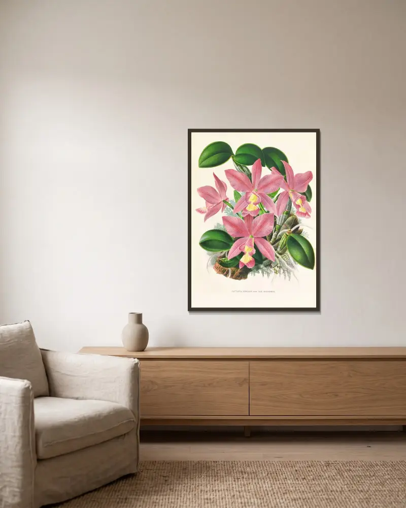 Cattleya nobilior av Jean Jules Linden inramad på en vägg