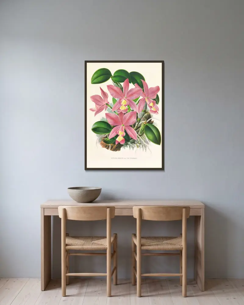 Cattleya nobilior av Jean Jules Linden inramad på en vägg