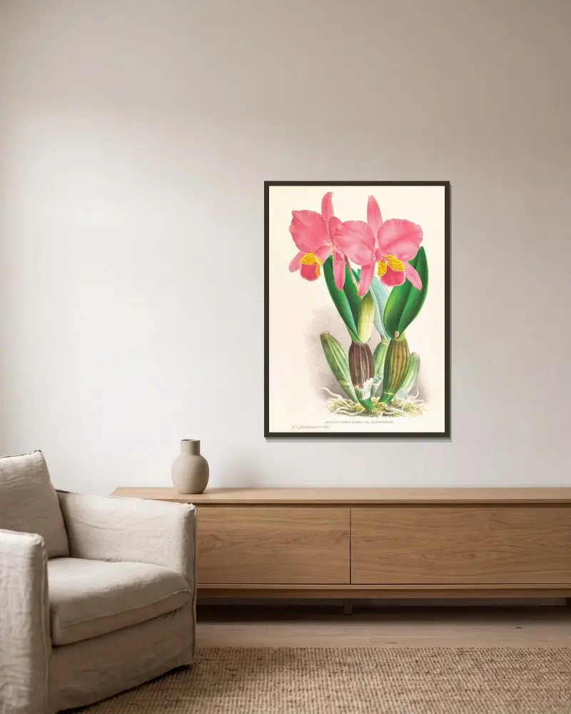 Cattleya percivaliana var reichenbachi av Jean Jules Linden inramad på en vägg