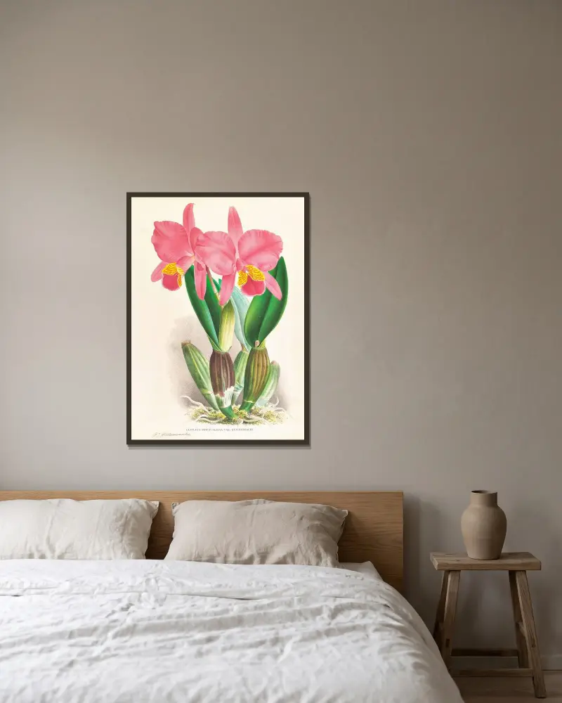 Cattleya percivaliana var reichenbachi av Jean Jules Linden inramad på en vägg