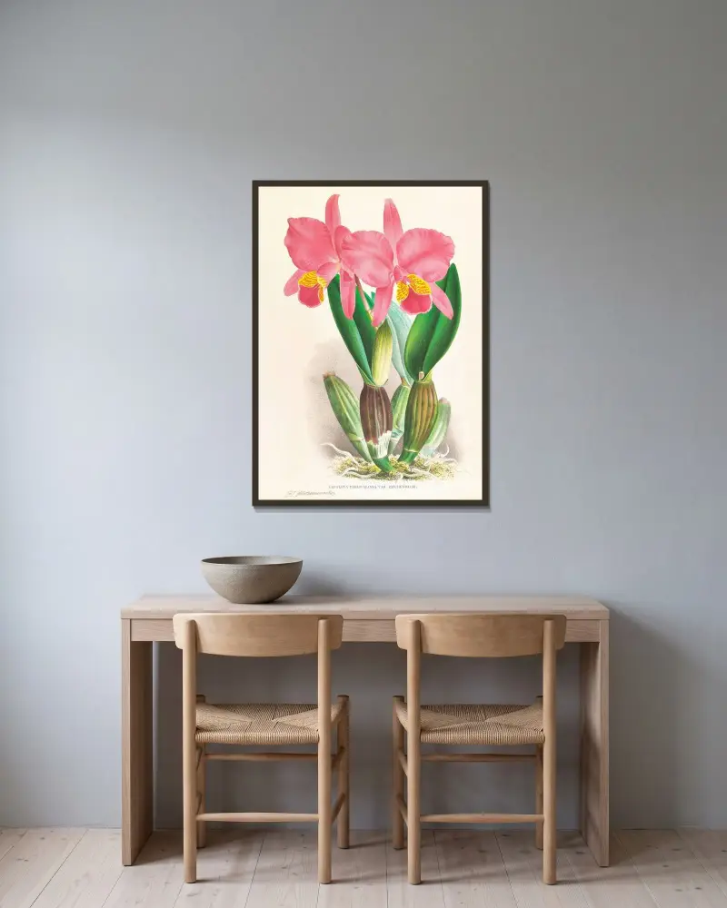 Cattleya percivaliana var reichenbachi av Jean Jules Linden inramad på en vägg