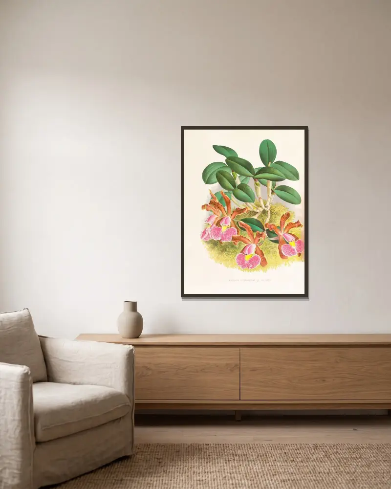 Cattleya schilleriana av Jean Jules Linden inramad på en vägg