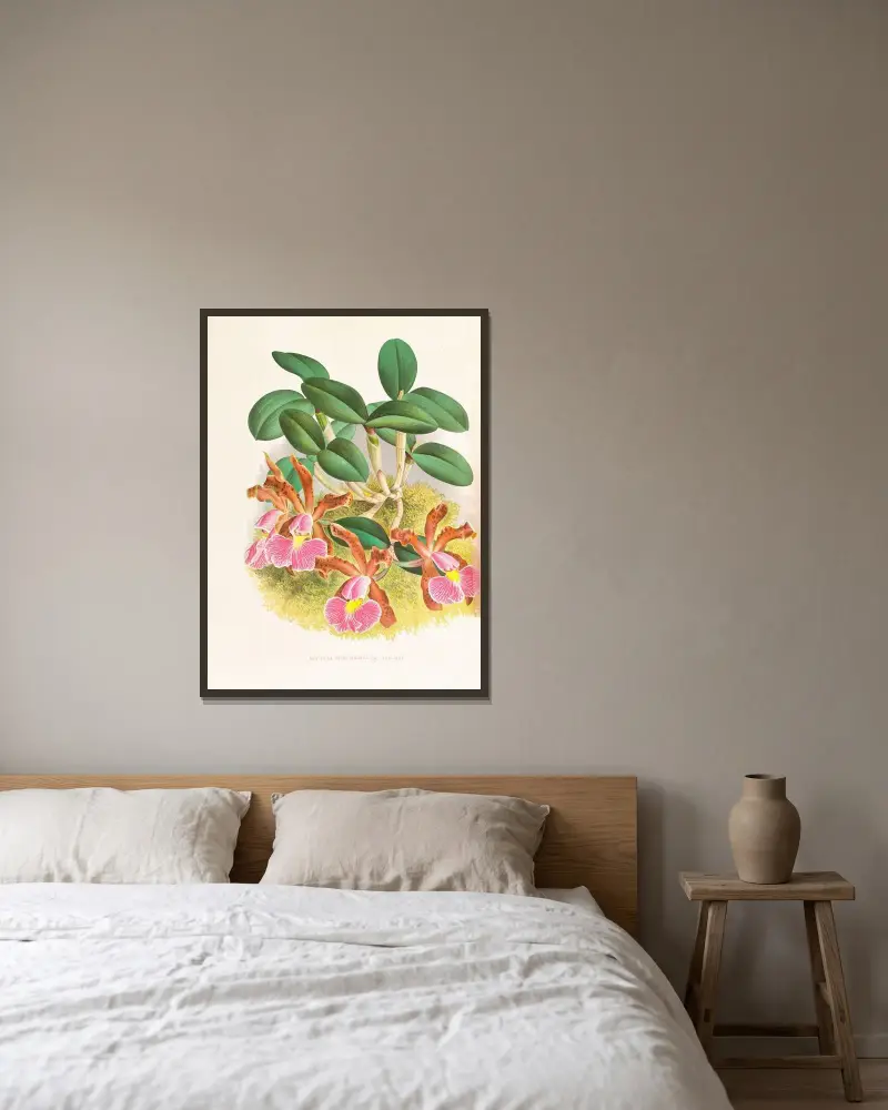 Cattleya schilleriana av Jean Jules Linden inramad på en vägg