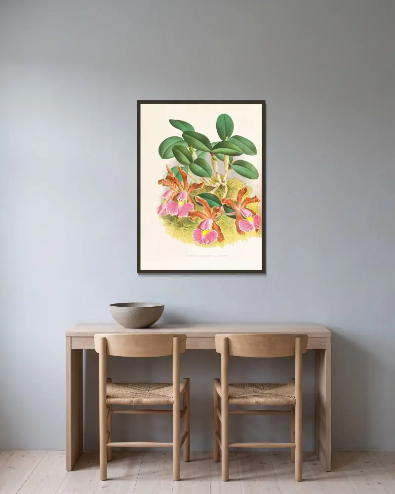 Cattleya schilleriana av Jean Jules Linden inramad på en vägg