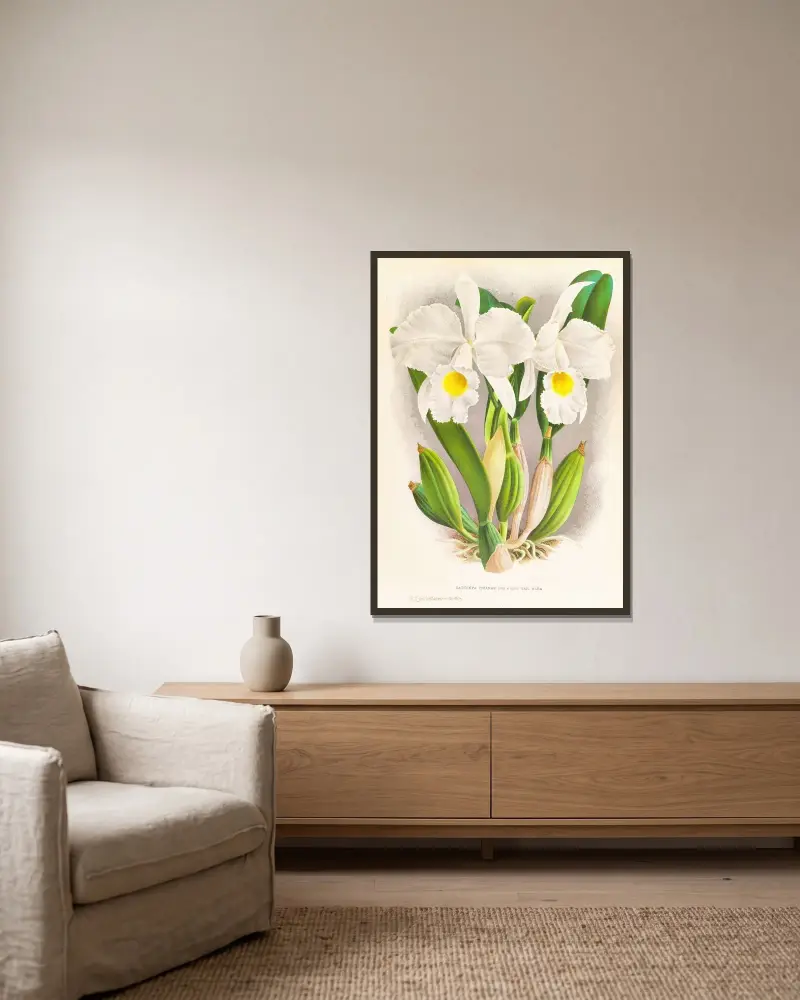 Cattleya Trianae av Jean Jules Linden inramad på en vägg