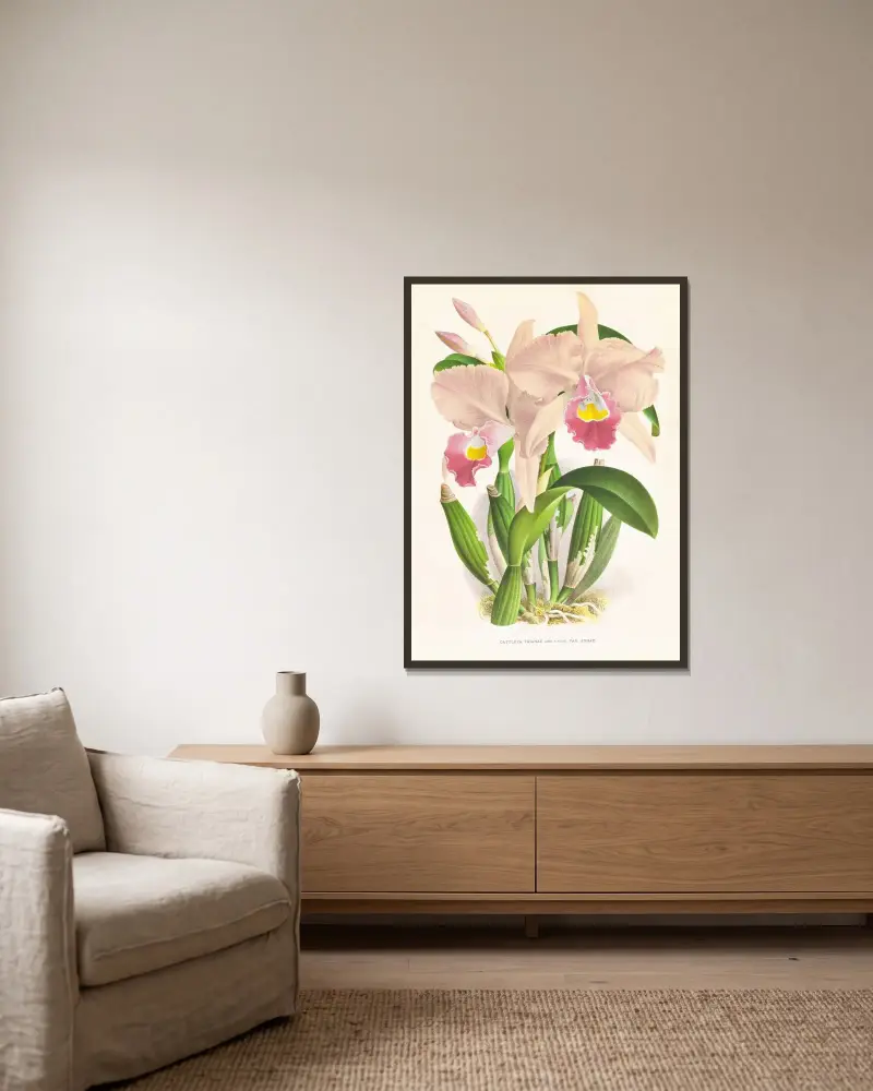 Cattleya Trianae. av Jean Jules Linden inramad på en vägg