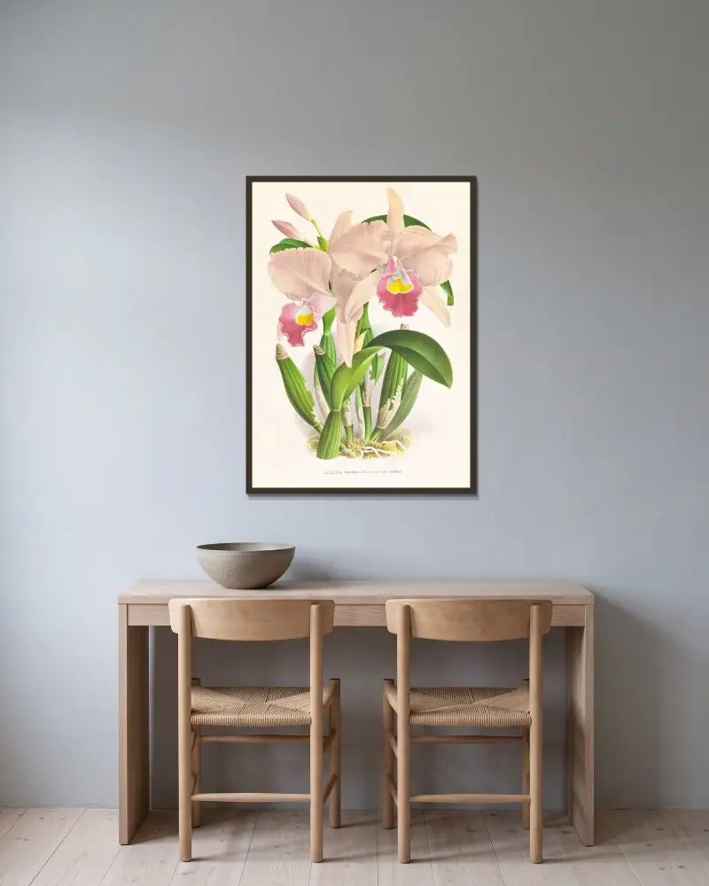 Cattleya Trianae. av Jean Jules Linden inramad på en vägg