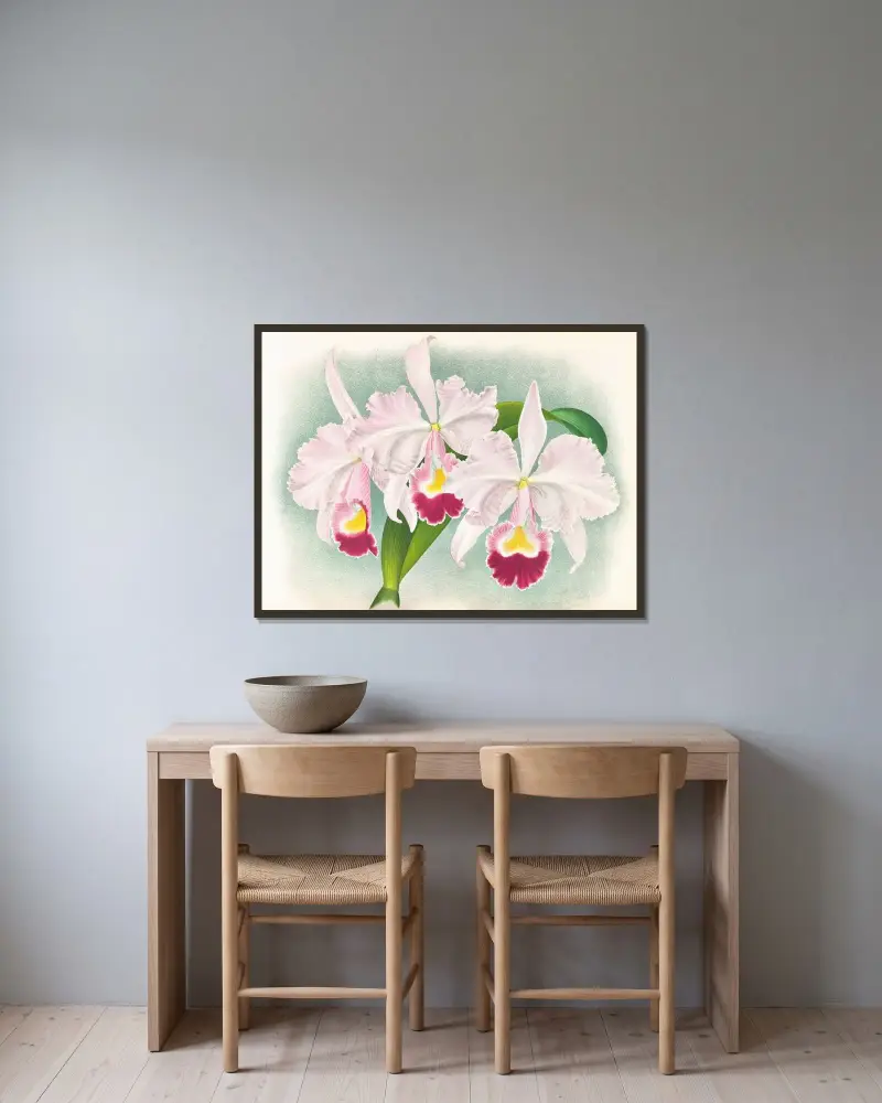 Cattleya Trianae var Martin-Cahuzac av Jean Jules Linden inramad på en vägg