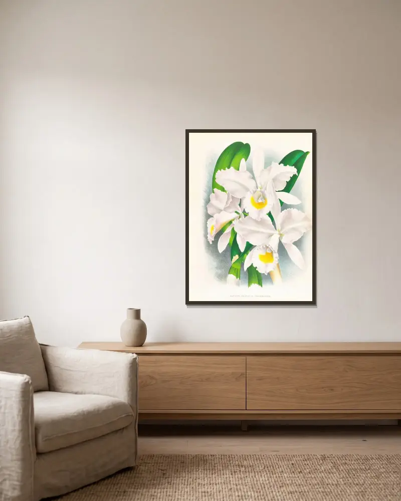Cattleya Trianae var Pallida av Jean Jules Linden inramad på en vägg