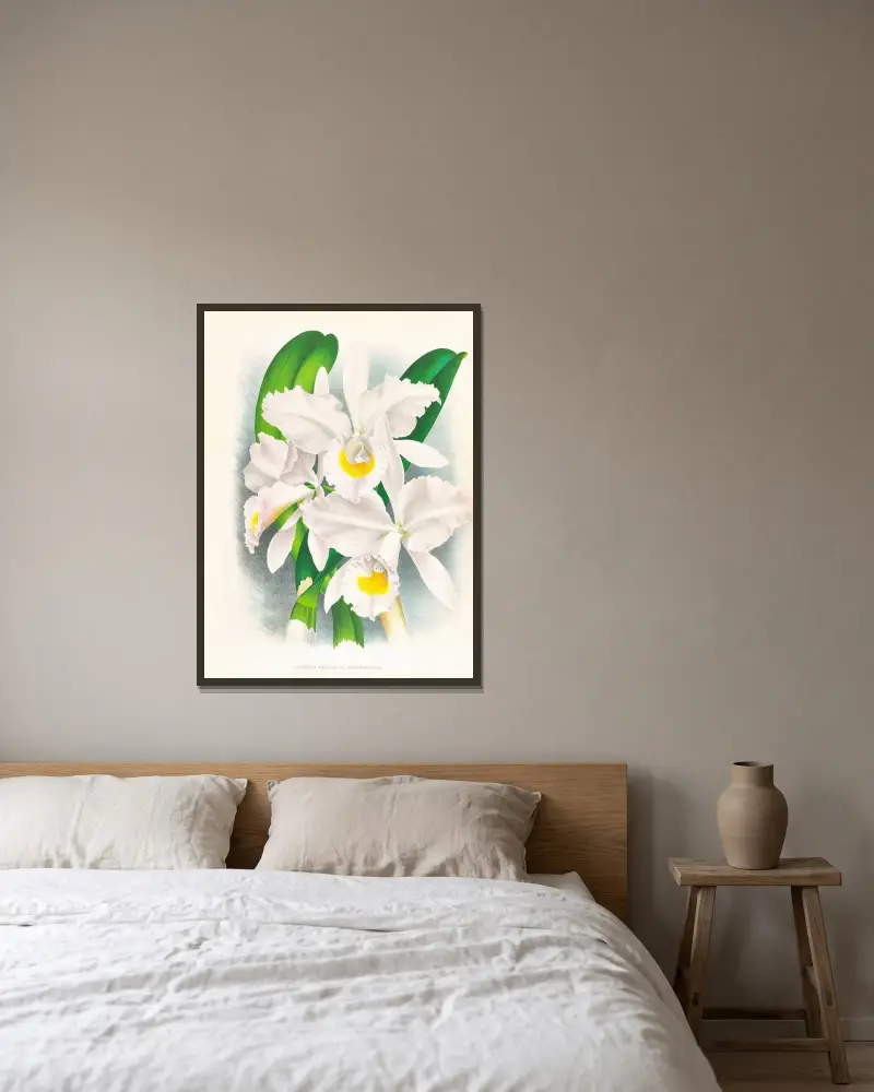 Cattleya Trianae var Pallida av Jean Jules Linden inramad på en vägg