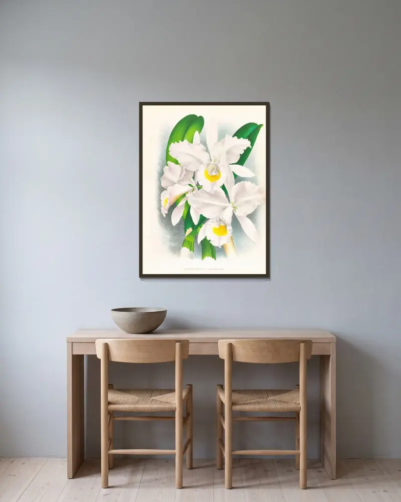 Cattleya Trianae var Pallida av Jean Jules Linden inramad på en vägg