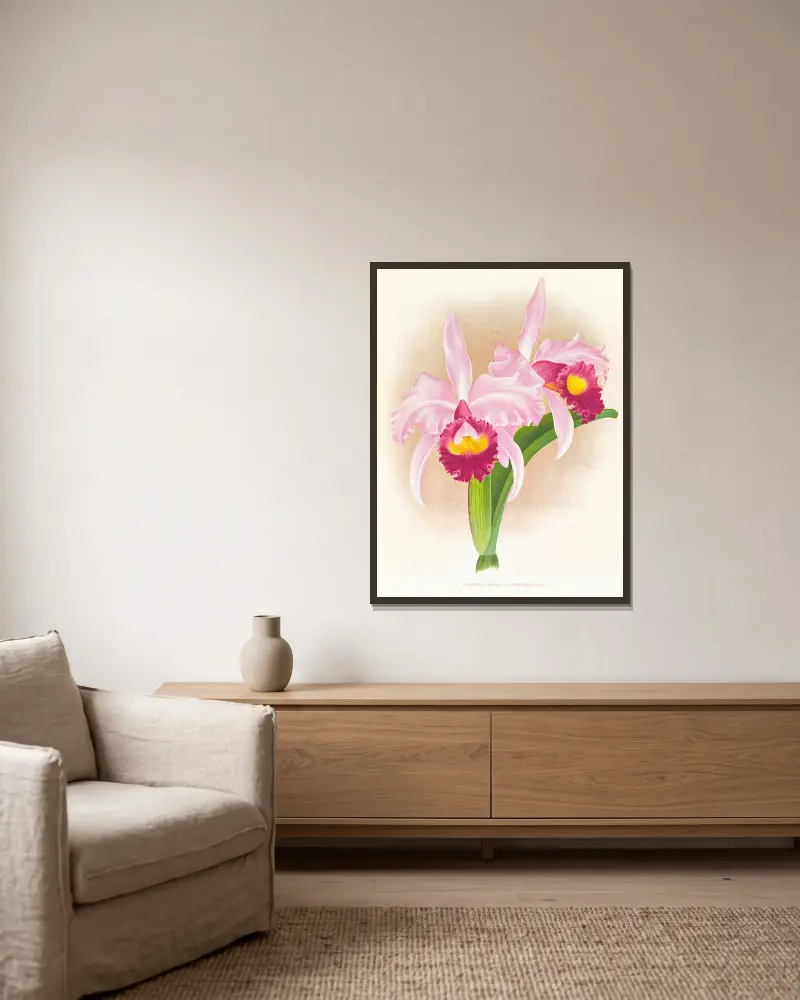 Cattleya Trianae var purpurata av Jean Jules Linden inramad på en vägg