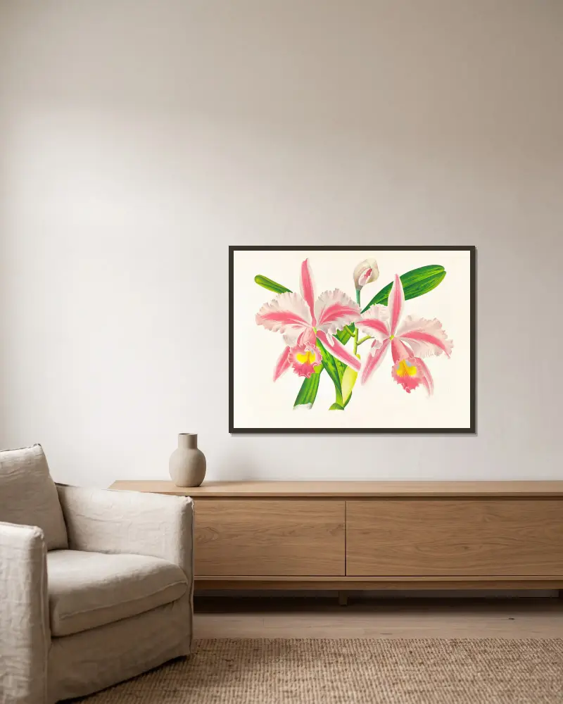 Cattleya Trianae var striata av Jean Jules Linden inramad på en vägg