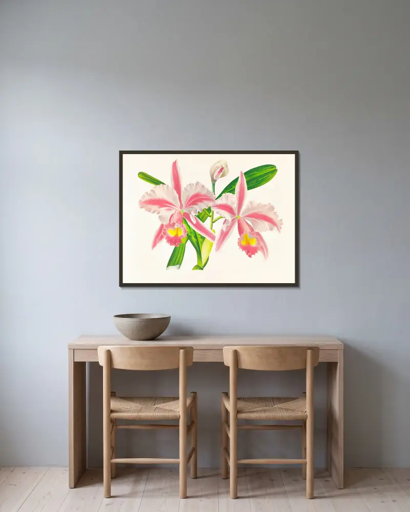 Cattleya Trianae var striata av Jean Jules Linden inramad på en vägg