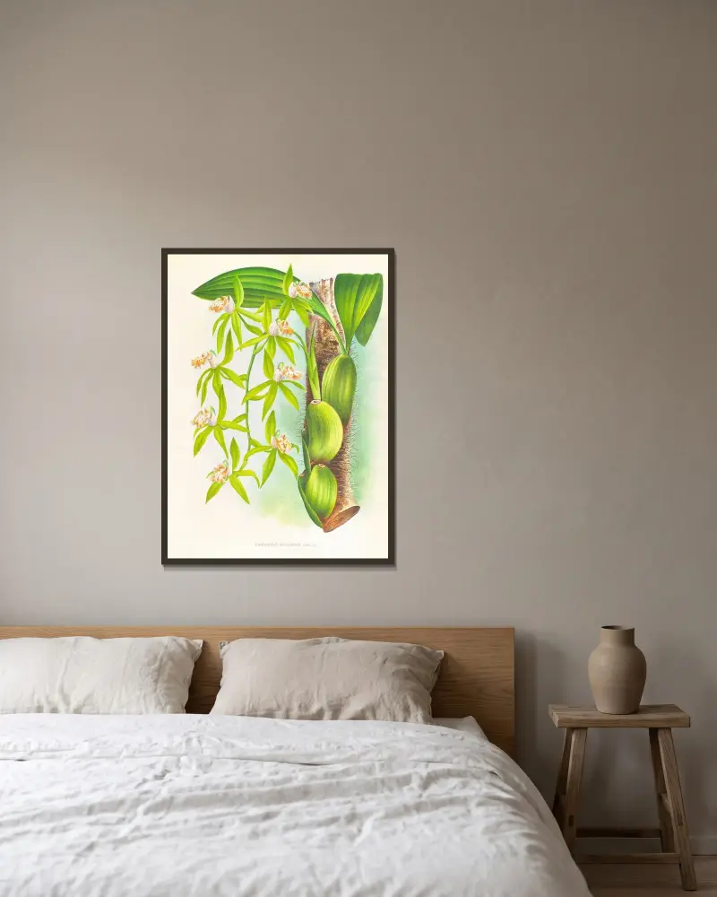 Coelogyne peltastes av Jean Jules Linden inramad på en vägg
