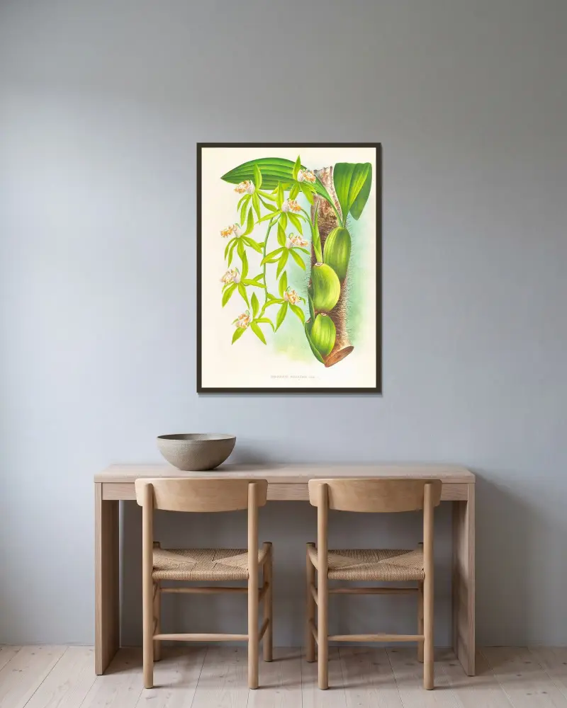 Coelogyne peltastes av Jean Jules Linden inramad på en vägg