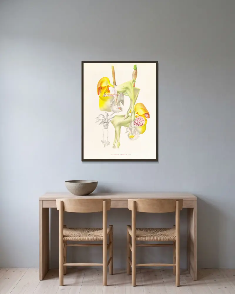 Coryanthes bungerothi von Jean Jules Linden gerahmt an einer Wand