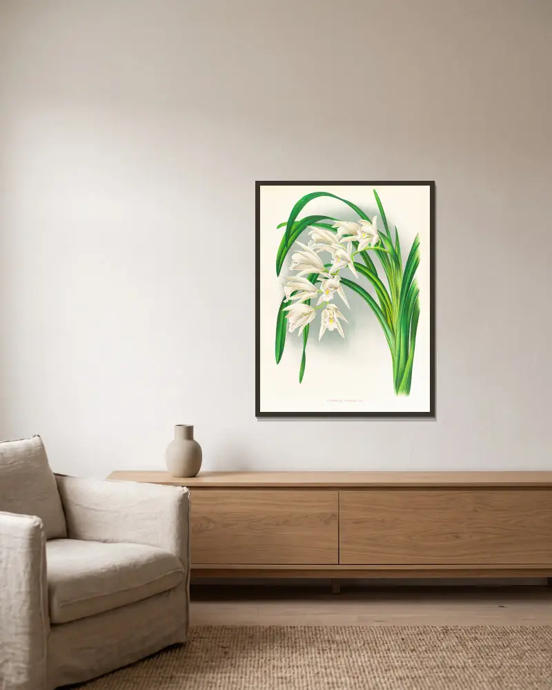 Cymbidium mastersi, Jean Jules Linden v rámu na stěně