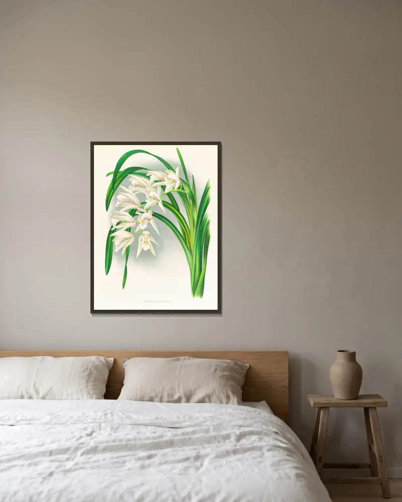 Cymbidium mastersi, Jean Jules Linden v rámu na stěně