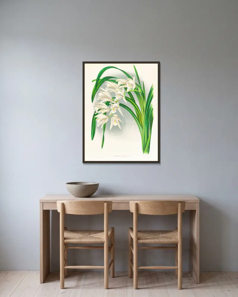 Cymbidium mastersi, Jean Jules Linden v rámu na stěně
