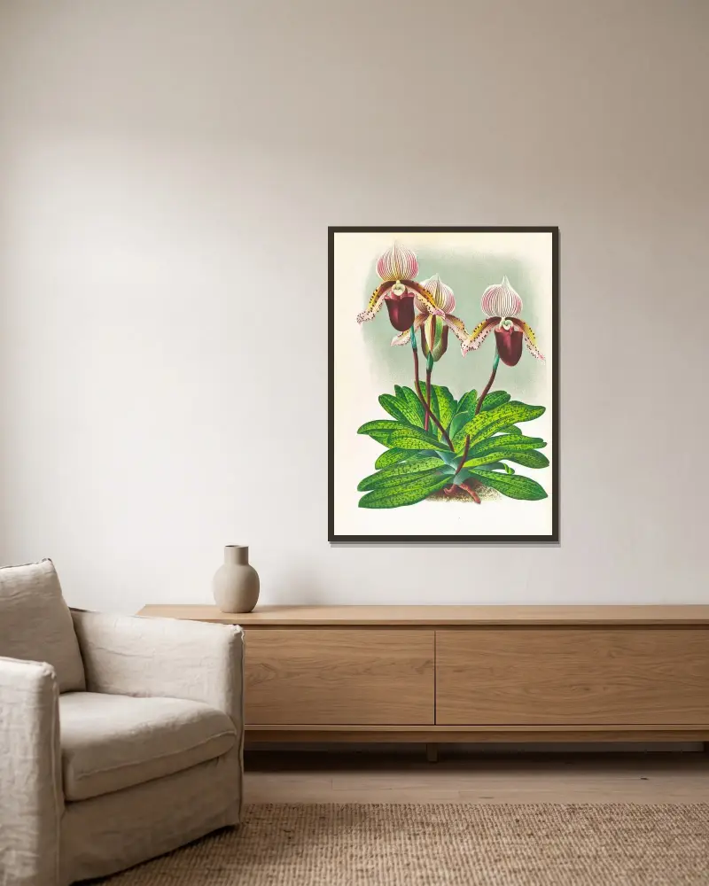 Cypripedium barbato veitchianum av Jean Jules Linden inramad på en vägg