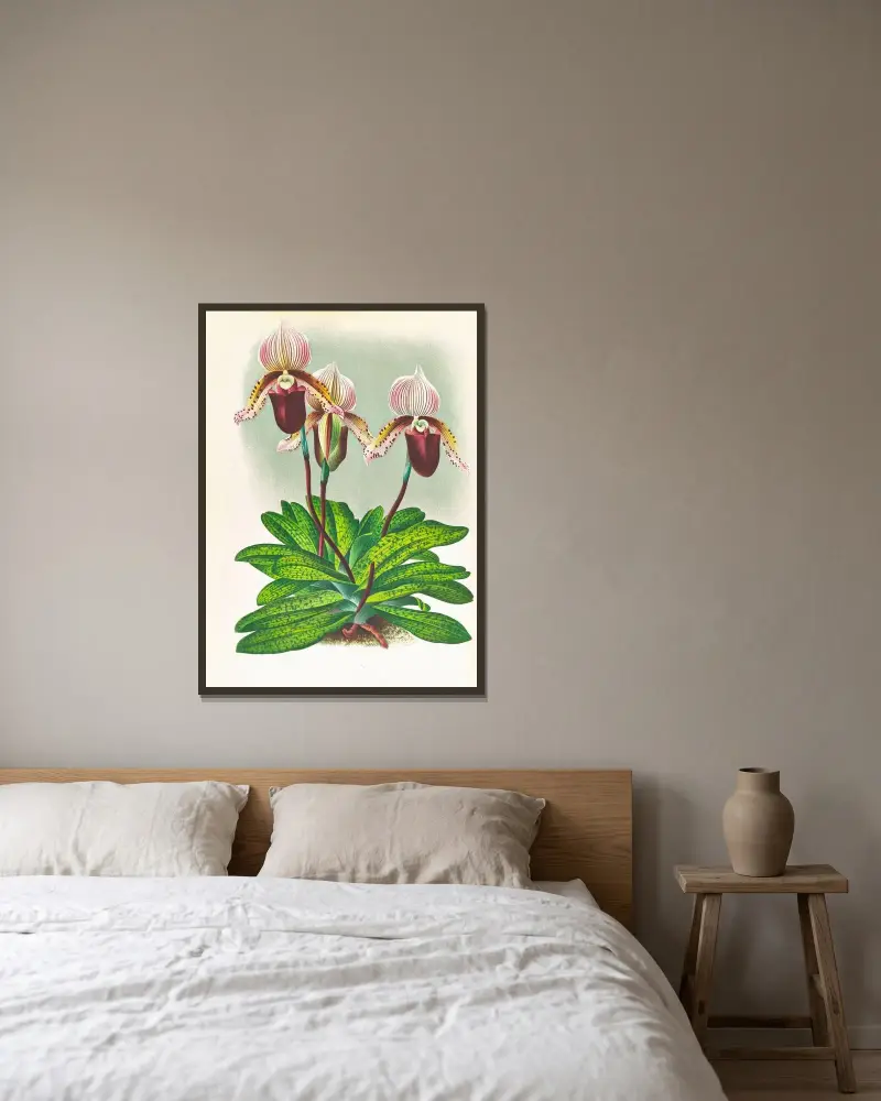 Cypripedium barbato veitchianum av Jean Jules Linden inramad på en vägg