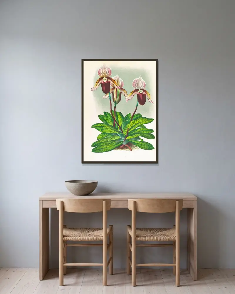 Cypripedium barbato veitchianum av Jean Jules Linden inramad på en vägg