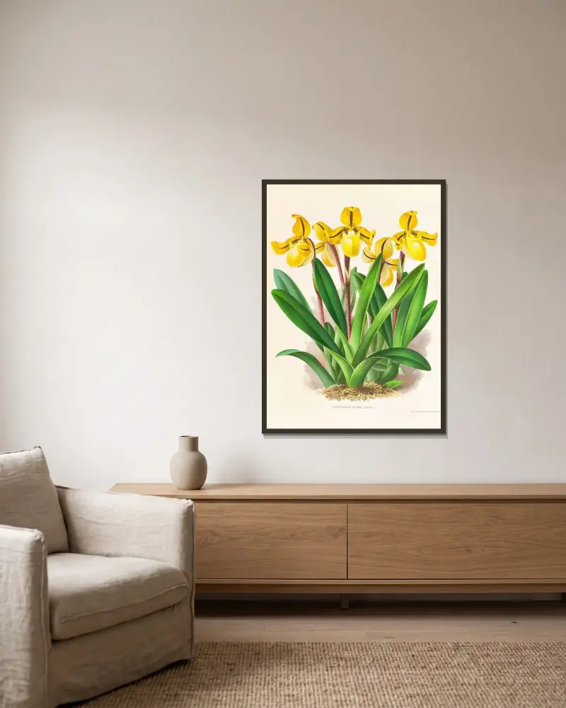 Cypripedium Druryi av Jean Jules Linden inramad på en vägg