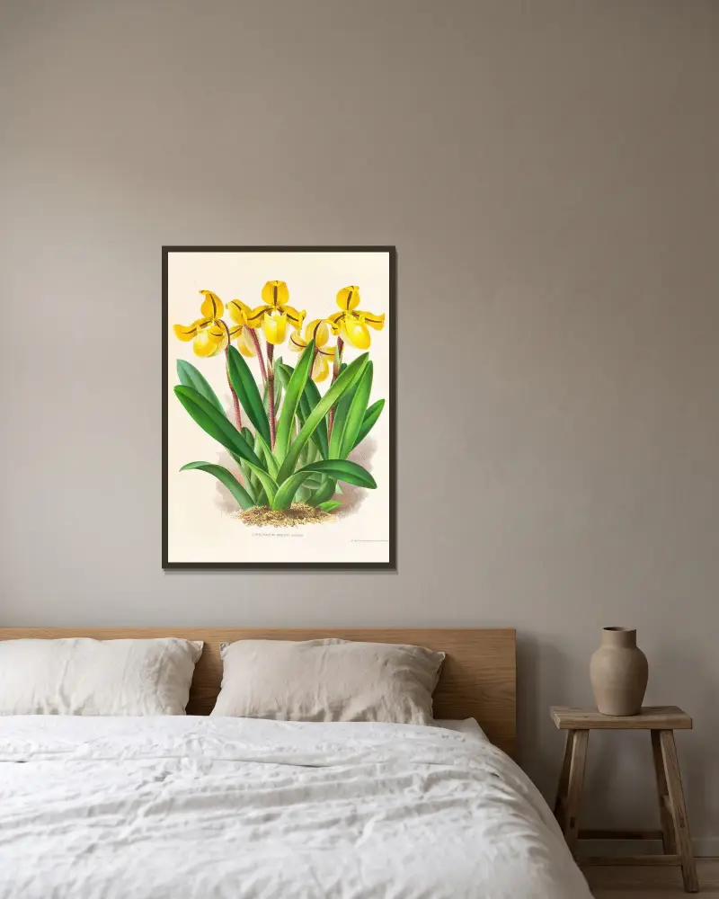 Cypripedium Druryi av Jean Jules Linden inramad på en vägg