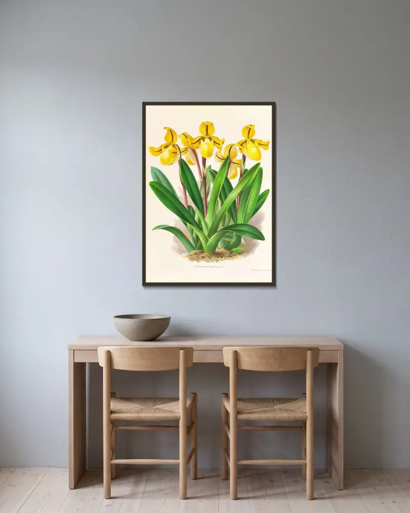 Cypripedium Druryi av Jean Jules Linden inramad på en vägg