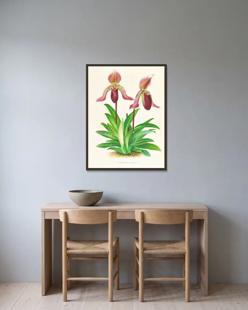 Cypripedium fraseri av Jean Jules Linden inramad på en vägg