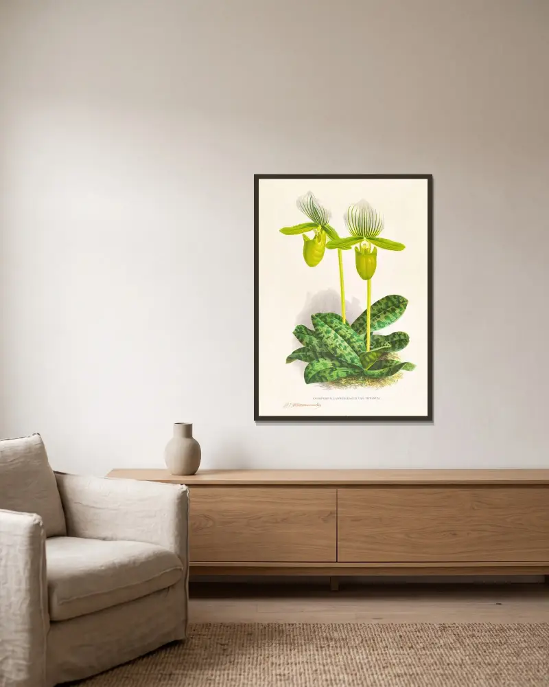 Cypripedium lawrenceanum var hyeanum av Jean Jules Linden inramad på en vägg