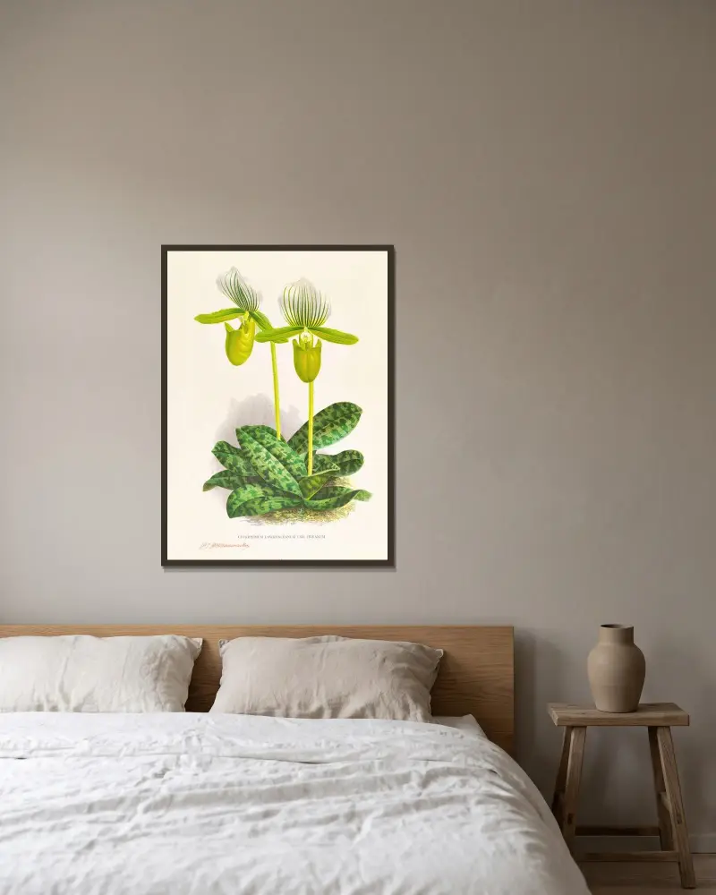 Cypripedium lawrenceanum var hyeanum av Jean Jules Linden inramad på en vägg