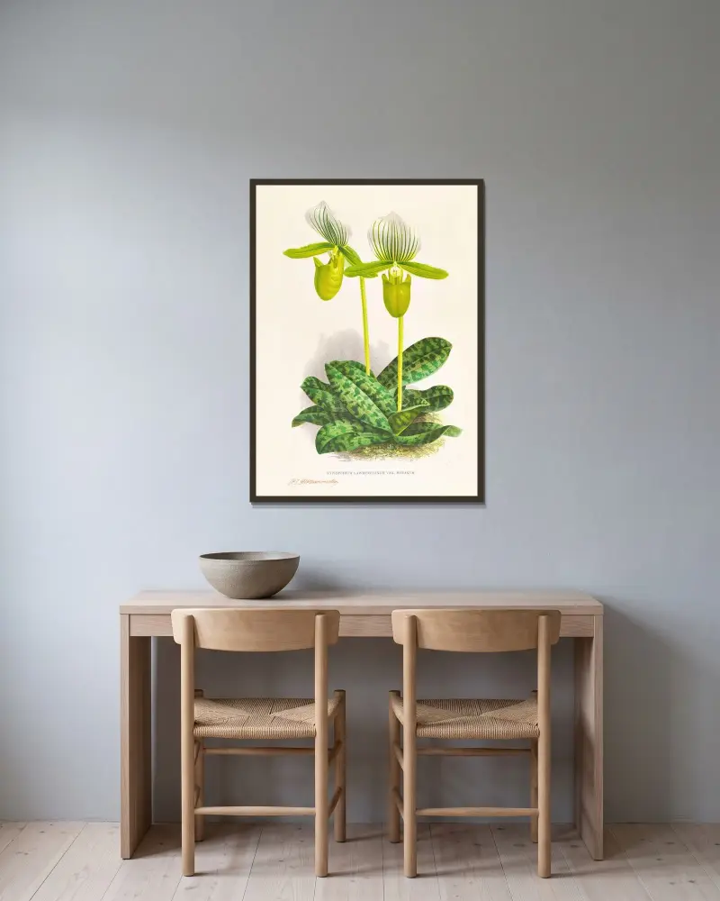 Cypripedium lawrenceanum var hyeanum av Jean Jules Linden inramad på en vägg