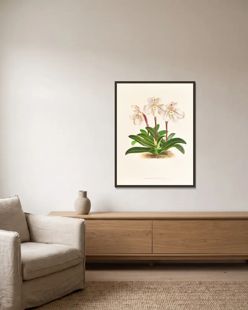 Cypripedium microchilum von Jean Jules Linden gerahmt an einer Wand