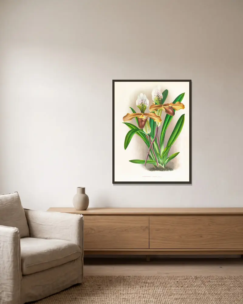Cypripedium nitens von Jean Jules Linden gerahmt an einer Wand