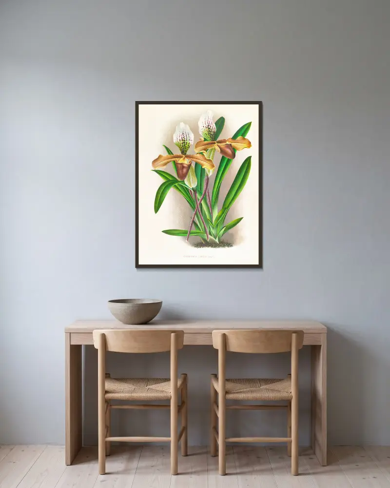Cypripedium nitens von Jean Jules Linden gerahmt an einer Wand