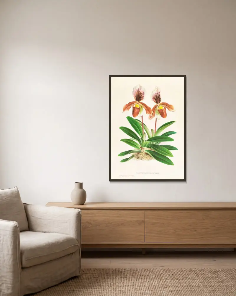 Cypripedium oenanthum superbum av Jean Jules Linden inramad på en vägg