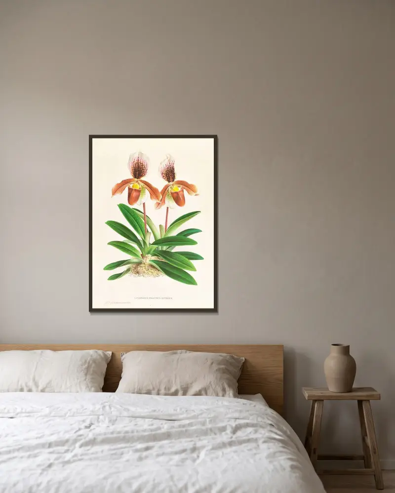Cypripedium oenanthum superbum av Jean Jules Linden inramad på en vägg